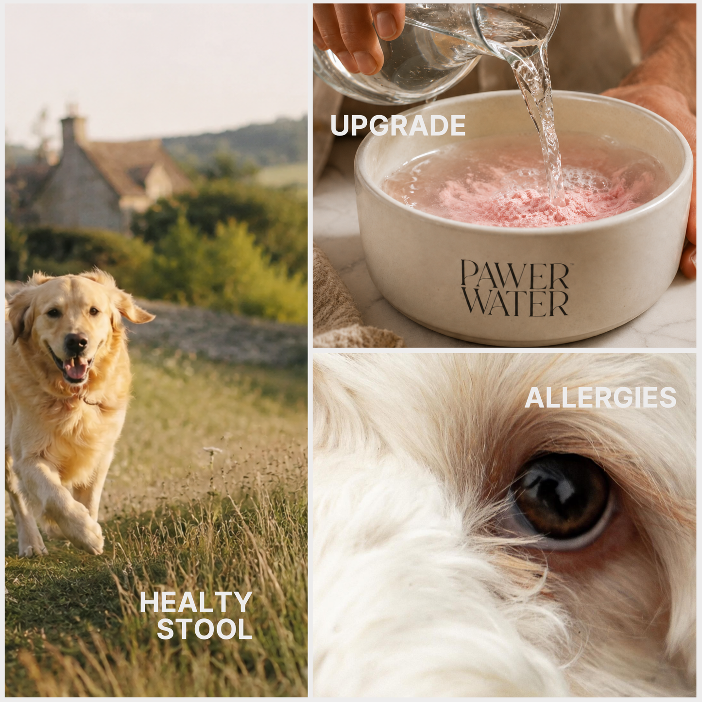 Pawer Water Gut Support | Dog Digestive Health Supplement (12 Sticks)