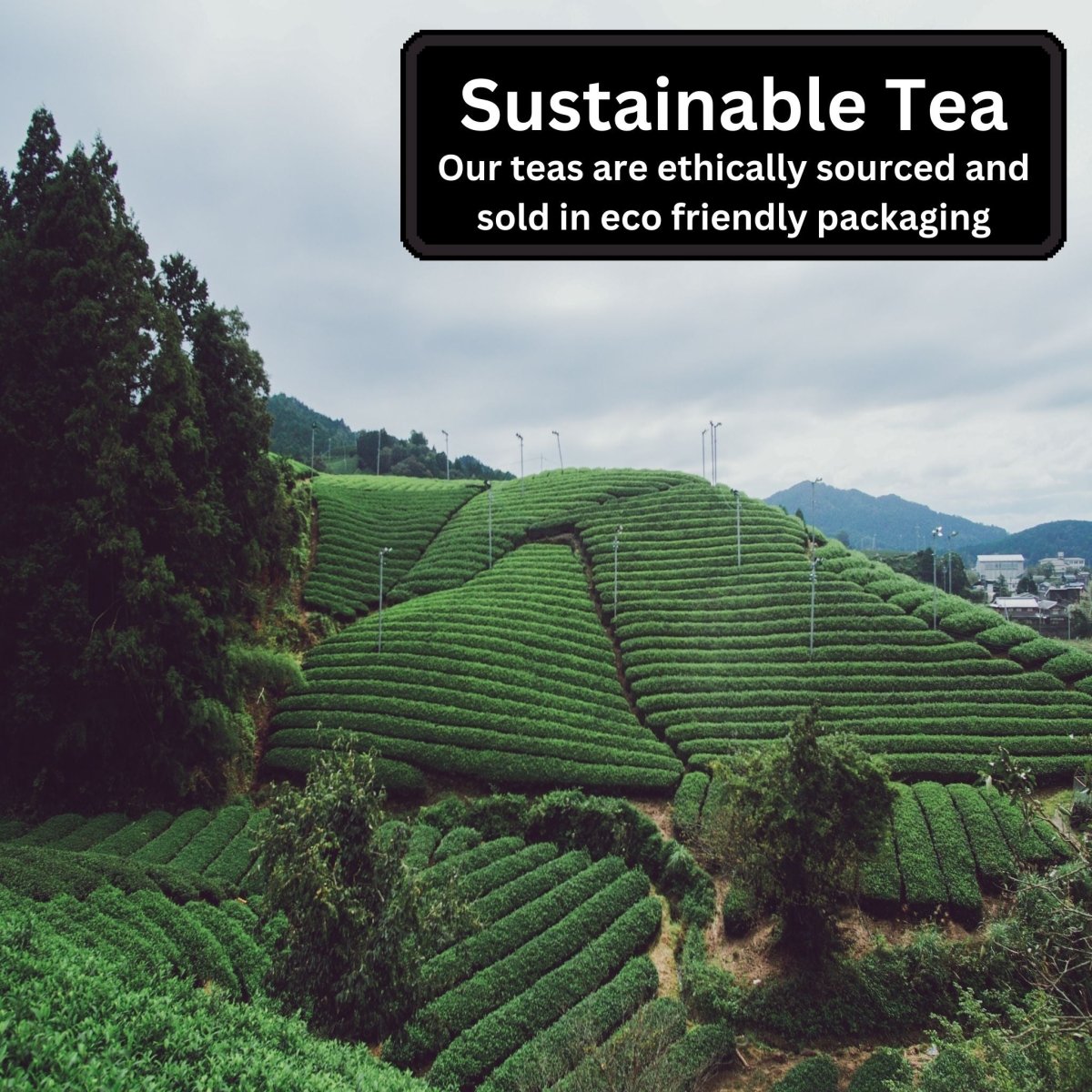 Exotic Loose Leaf Tea Bundle Camellios