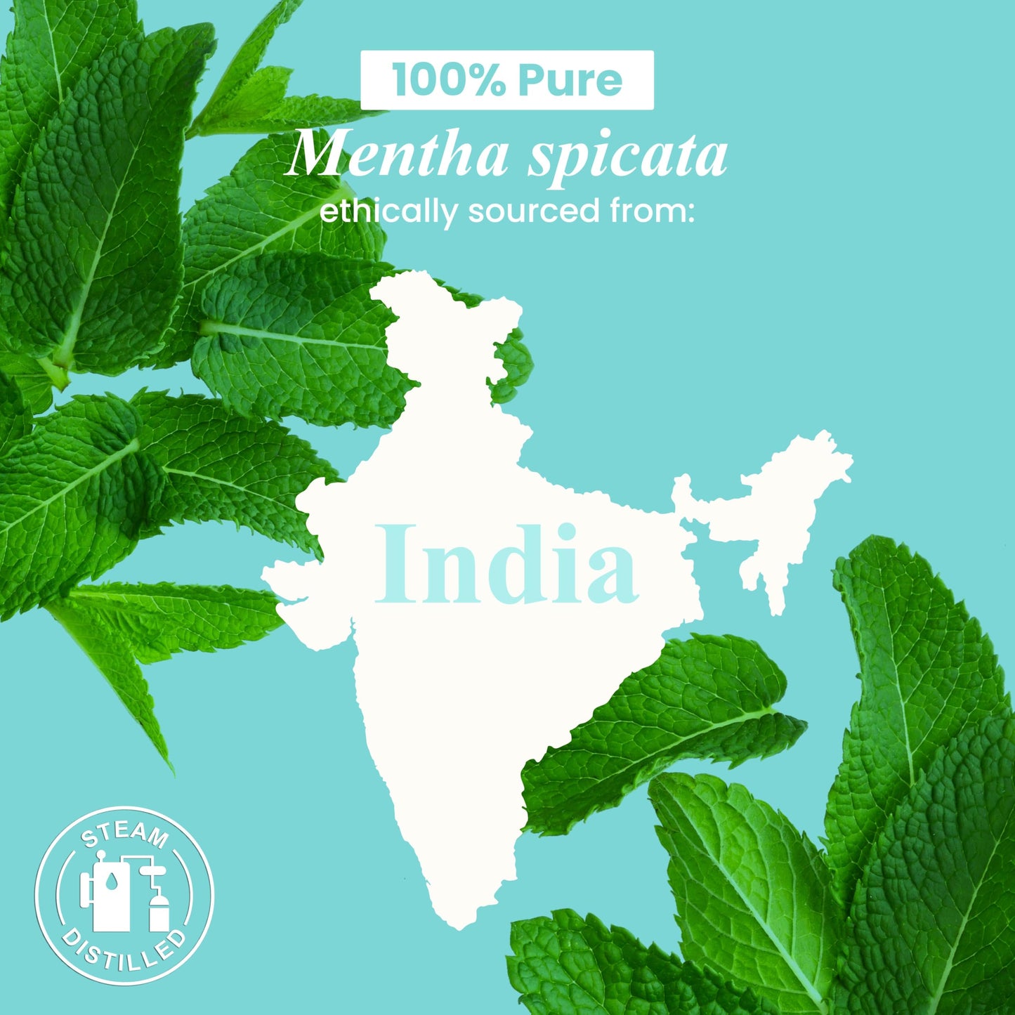 Handcraft Blends Spearmint Essential Oil - 1 oz - 100% Pure & Natural, Premium Grade