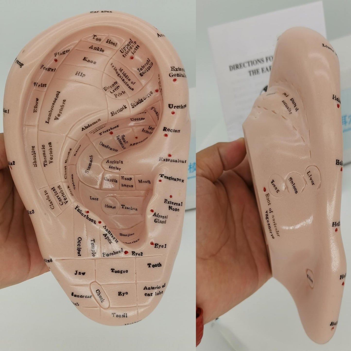 Ear Acupuncture Model 17cm – Ear Zone Model, Ear Massage, Ear Acupoints Learning