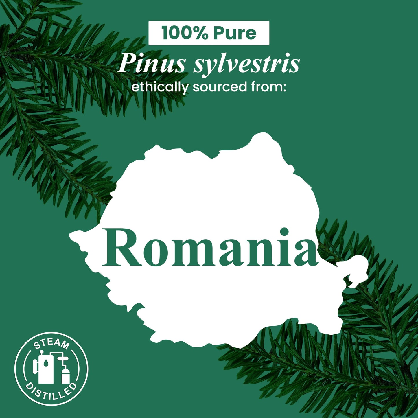 Handcraft Blends Pine Essential Oil – 1 Fl Oz | 100% Pure & Natural