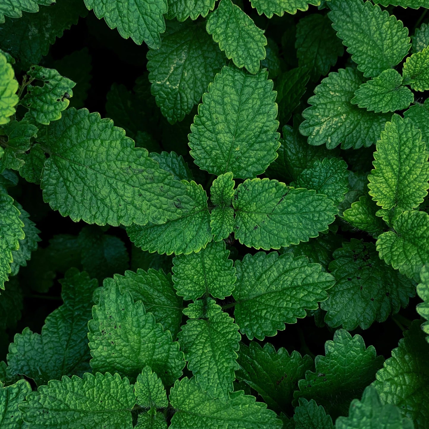 Organic Mint Essential Oil 1/3 Oz (10ml) Mentha arvensis – 100% Pure & Undiluted Aromatherapy