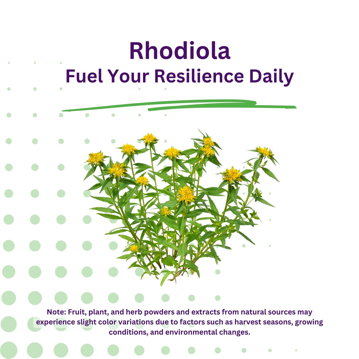 Paradise Herbs Rhodiola Extract 500mg | Ultra Pure, Vegan, Non-GMO, Gluten Free – 60 Vegetarian Capsules BritishVita | Premium UK Vitamins & Wellness Supplements
