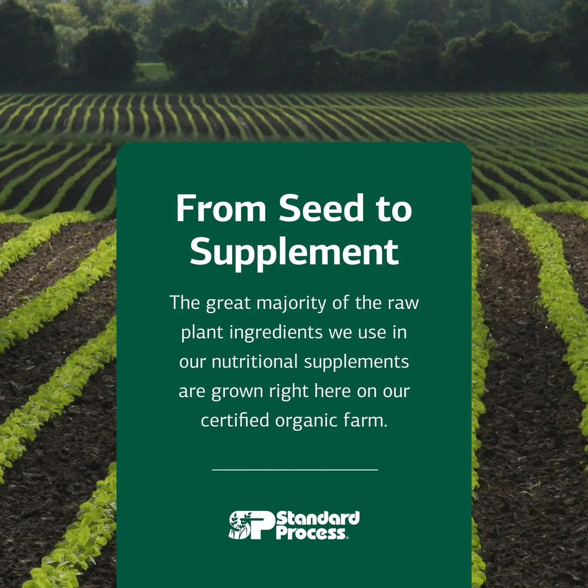 Standard Process Black Currant Seed Oil Dietary Supplement – Gluten-Free Immune & Tissue Support | 180 Softgels BritishVita | Premium UK Vitamins & Wellness Supplements