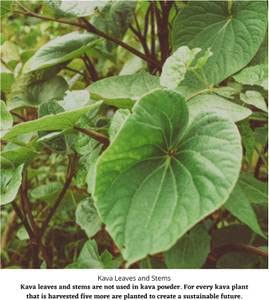 Starwest Botanicals Kava Kava Root C/S - 4 oz | Piper methysticum | Fiji