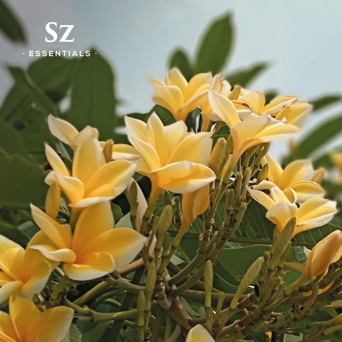 SZ Essentials Ylang Ylang Essential Oil – 0.17oz, 100% Pure & Undiluted