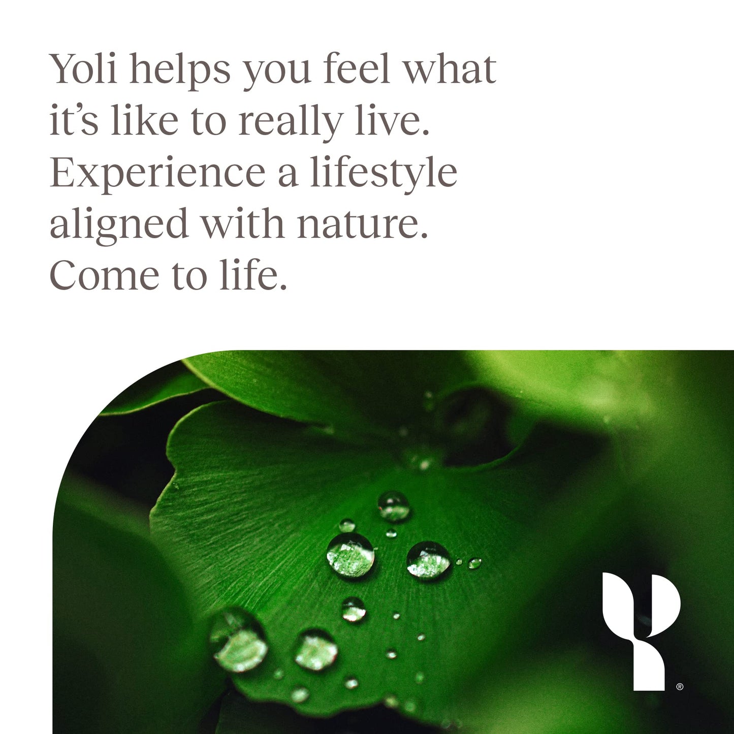 Yoli Defend - Supports Your Immunity And Boosts Your Immune Response at a Cellular Level BritishVita | Premium UK Vitamins & Wellness Supplements