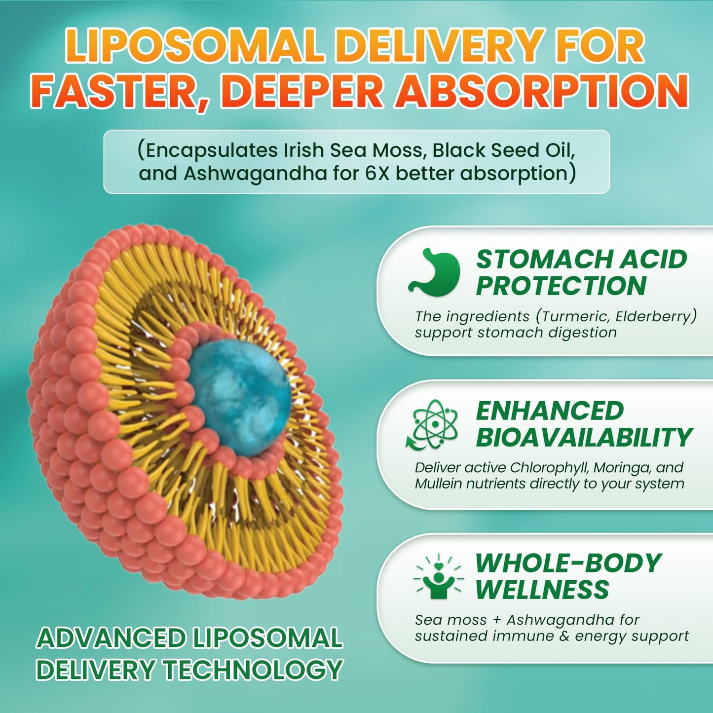 3Pack Sea Moss Drops – Irish Sea Moss Chlorophyll Liquid with Black Seed Oil & Immune Support
