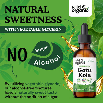Wild & Organic Gotu Kola Tincture - Brain Support, Gotu Kola Liquid Extract Drops - Vegan, Sugar & Alcohol-Free 2 fl oz