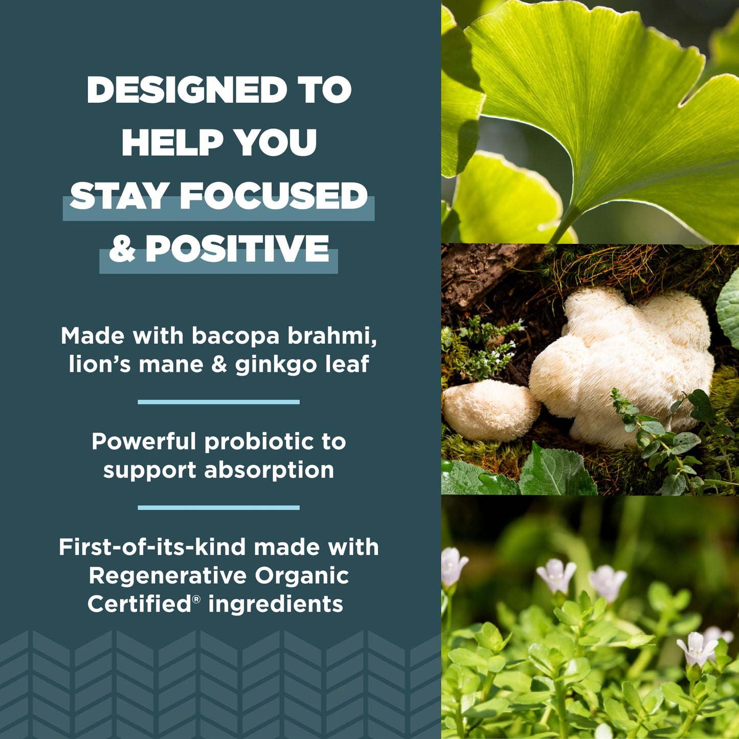 Ancient Nutrition Regenerative Organic Certified Focused Brain Capsules - Ginkgo Leaf & Lion's Mane, Gluten Free, Paleo & Keto (90 Count)