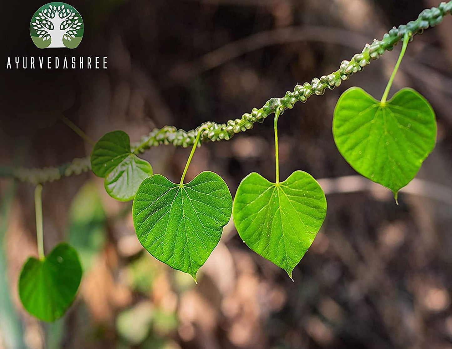 Guduchi Powder 100 Gm | Giloy Tinospora Cordifolia Immune Support | AYURVEDASHREE