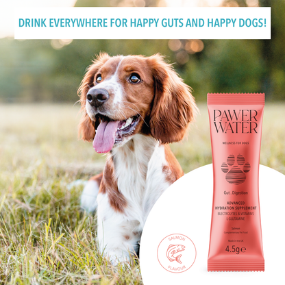Pawer Water Gut Support (5-sticks Pouch)