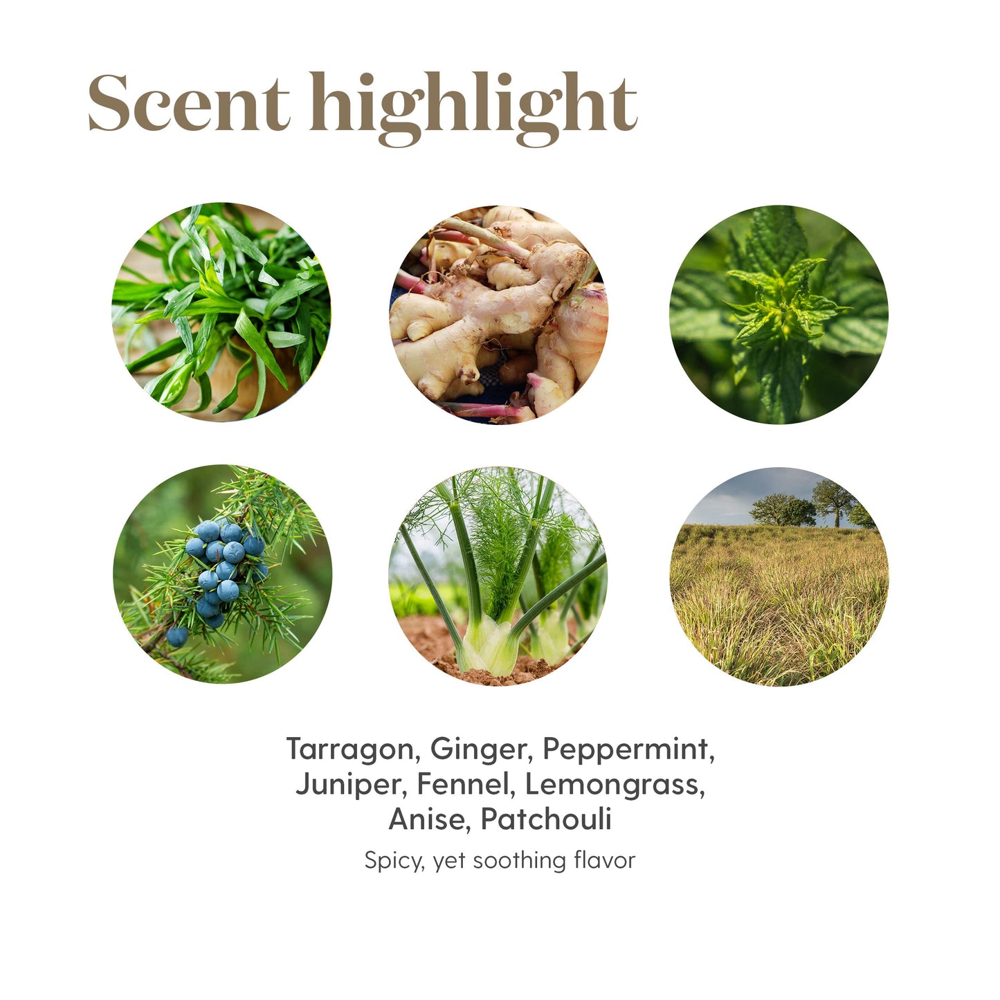 Vitality DiGize 5ml – Digestive Support | Young Living Essential Oils