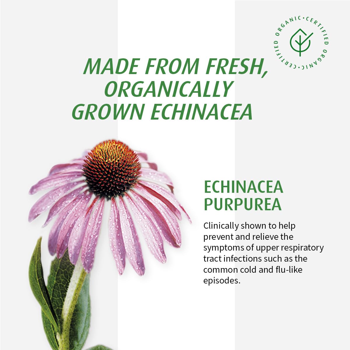 A Vogel Echinaforce 120 CT - Immune Support & Cold Relief