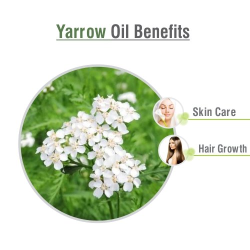 Yarrow Essential Oil – Pure & Undiluted (Achillea millefolium), 50 ml