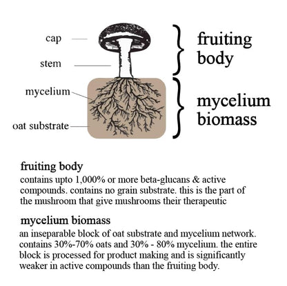 Adaptogen & Mushroom Cacao – Organic Cacao with Mushroom Extracts