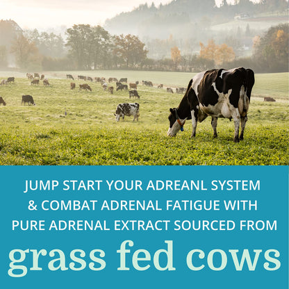 Morter HealthSystem Adrenergy – Natural Adrenal Support with Adrenal Gland Extract & Adaptogens