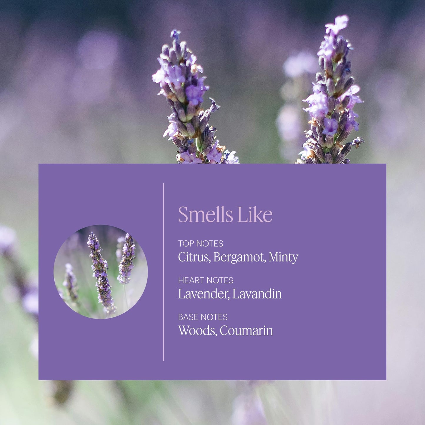 Aera Mini Lavender – Essential Oil for Home | Calming Diffuser Refill
