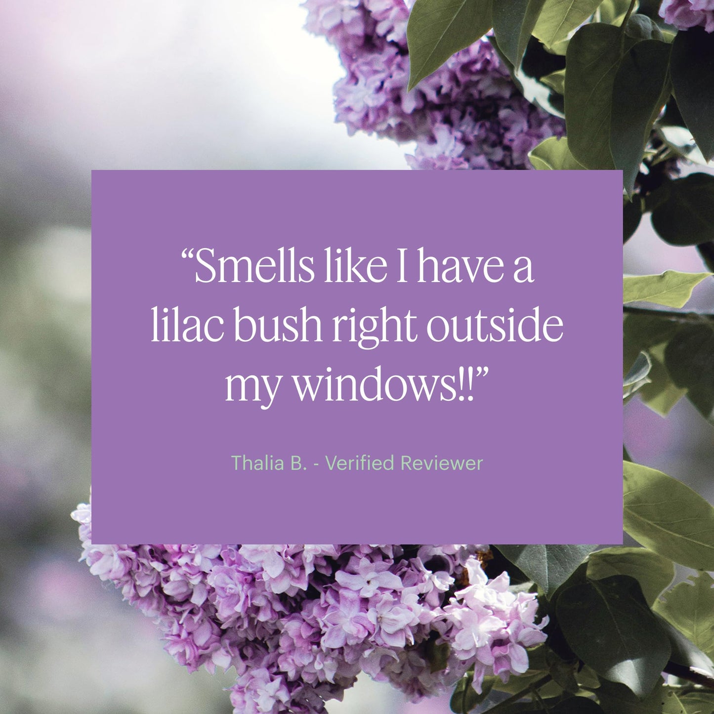 Aera Mini Lilac Daydream – Lilac Fragrance Capsule for Mini Diffuser