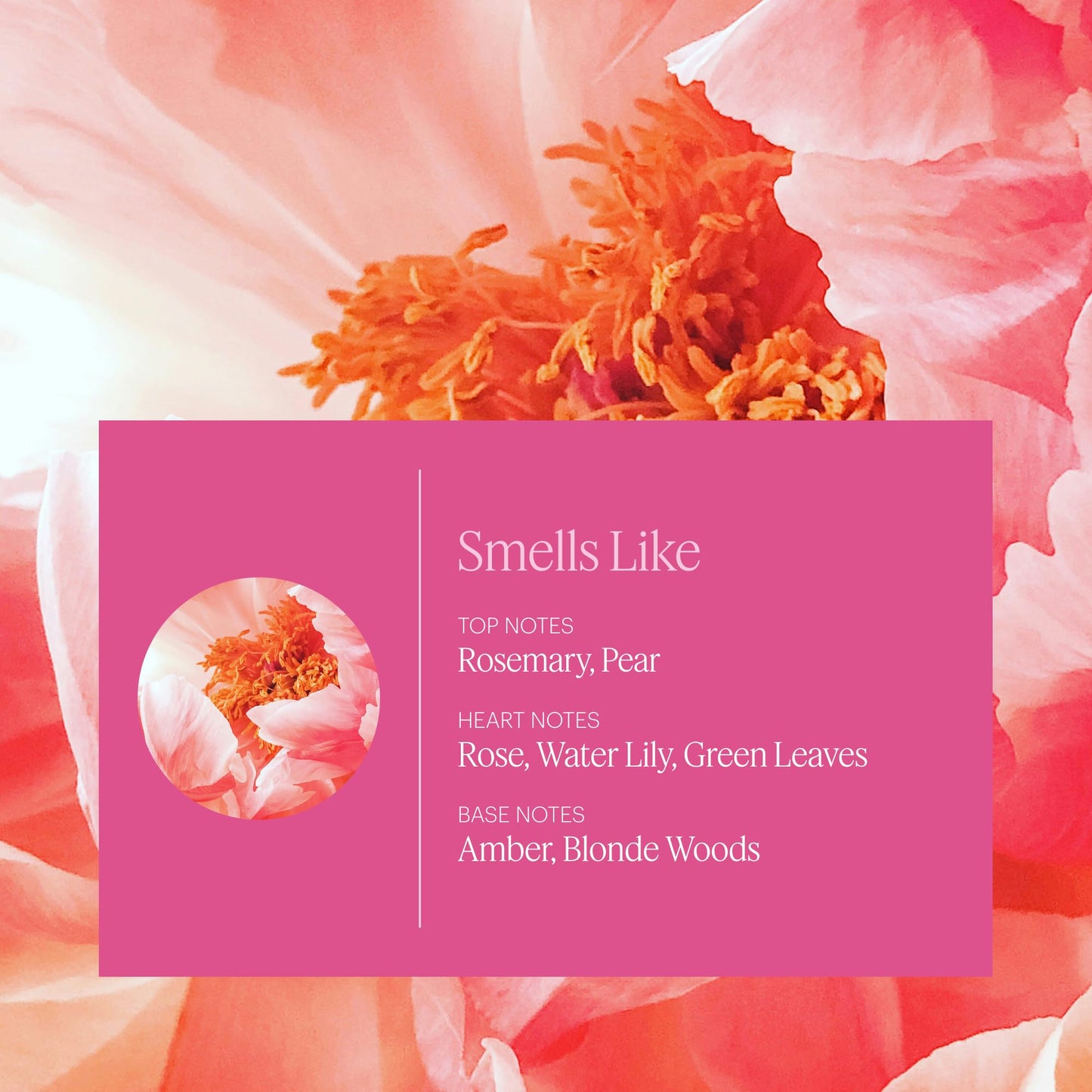 Aera Mini Rose - Essential Oil for Home | Fresh and Sensuous Floral Fragrance | Scent Refill for Mini Diffuser