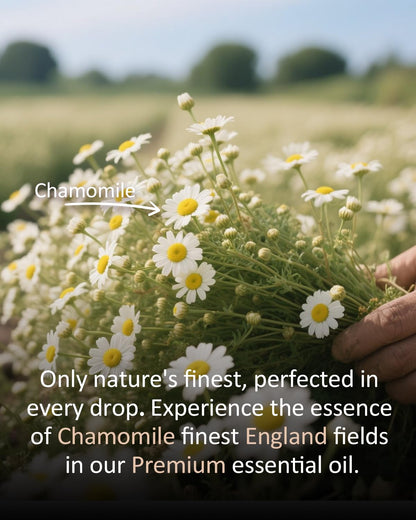 Airoomoil Chamomile Essential Oil - 4 oz / 120 ml, 100% Natural