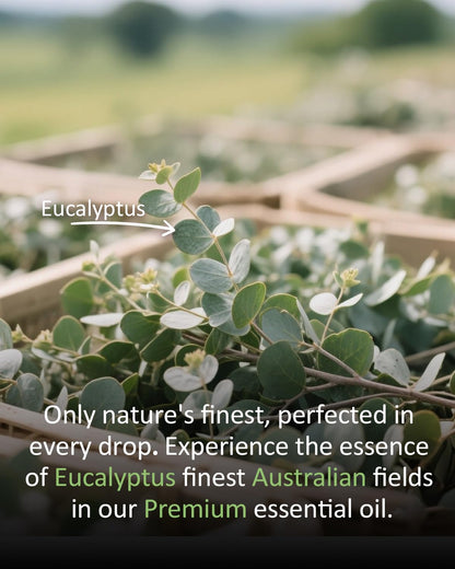 Airoomoil Pure Eucalyptus Essential Oil – 4 Fl Oz (120 ml), 100% Natural, Premium Grade