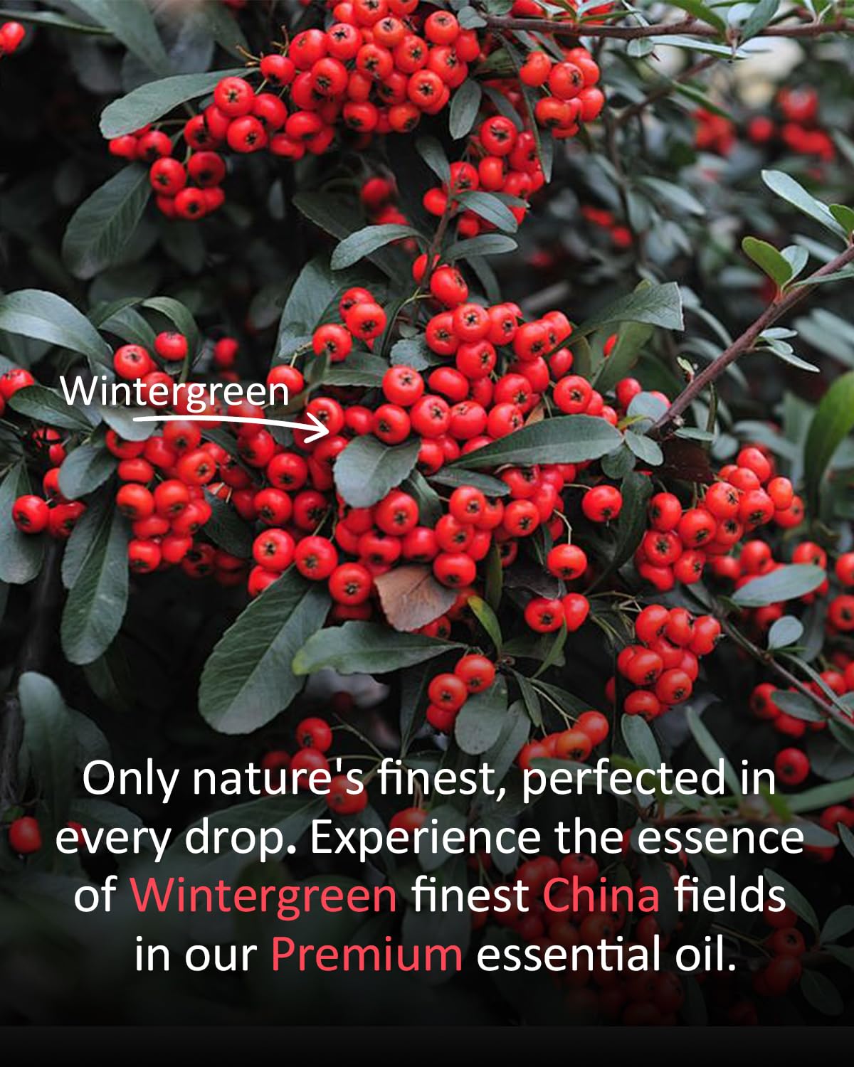 Airoomoil Wintergreen Essential Oil - 100% Natural, 4oz/120ml