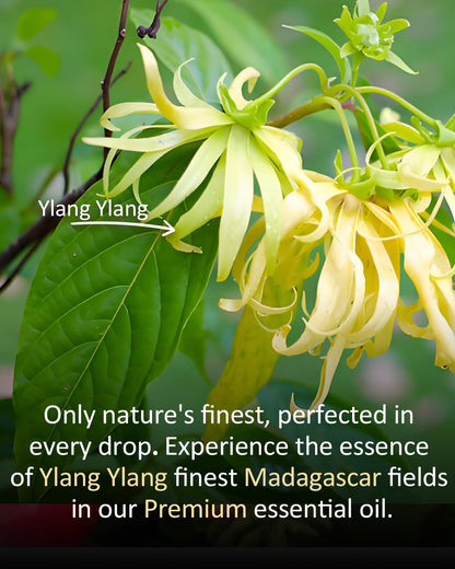 Airoomoil Pure Ylang Ylang Essential Oil – 4 oz / 120 ml, 100% Natural