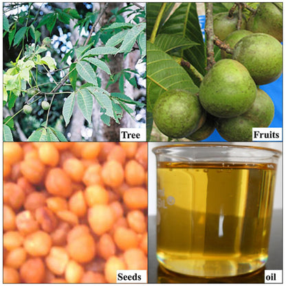 West African Akpi Seeds HIPS Massage Oil for Comfortable Movement