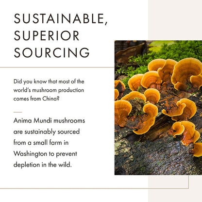 Anima Mundi Soma 7 Mushroom Adaptogenic Elixir - Reishi, Chaga, Lion's Mane & Cordyceps - 2oz