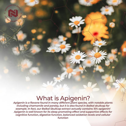 Nootropics Depot Apigenin Capsules 200mg | 30 Count