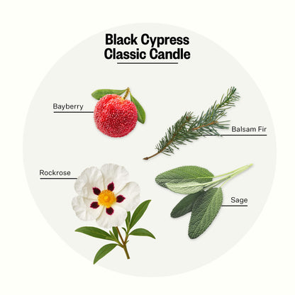 Apotheke Signature Scented Candle – Black Cypress, 10.5 oz | Soy Wax, Non-Toxic, Gold Jar