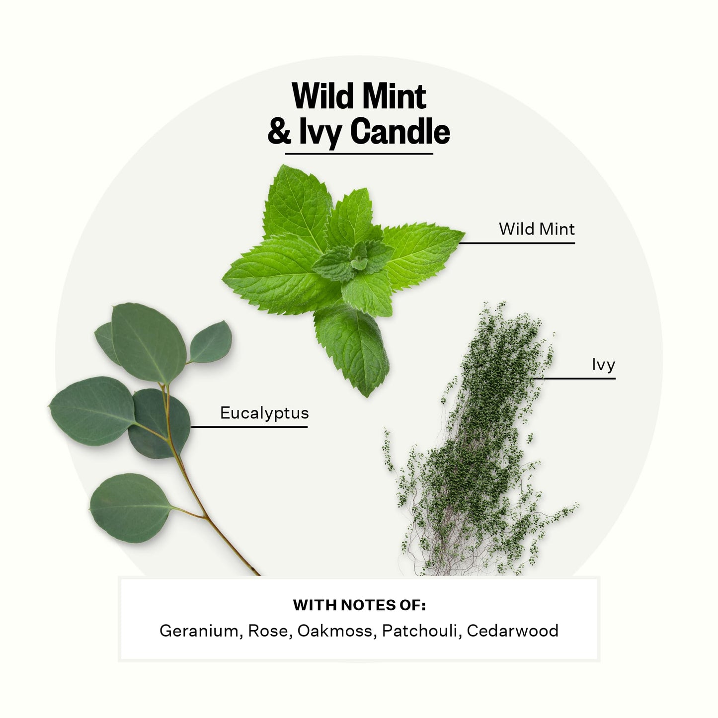 Apotheke Wild Mint & Ivy Scented Candle – 10.5 oz Soy Wax, Large White Jar