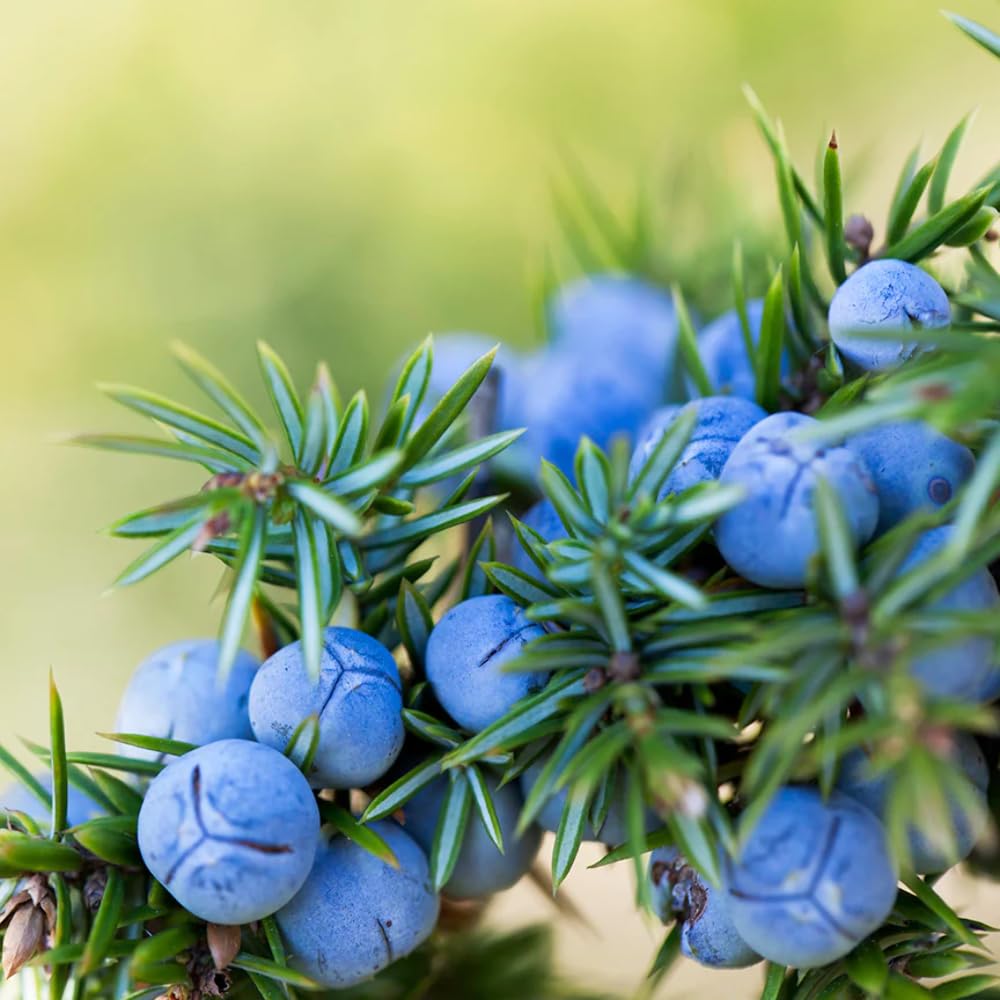 Juniper Berry Essential Oil 5ml – Organic & Pure