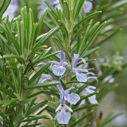 Aromatics International Premium Rosemary ct Camphor Essential Oil 5ml
