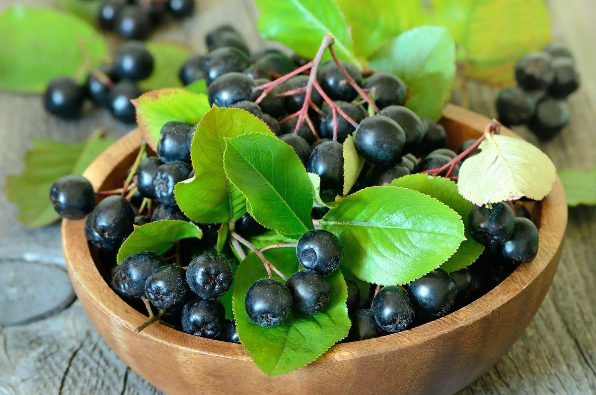 GUT BAR Aronia Powder | Aronia Berry Powder | 52 Servings | Digestive Support & Gut Health BritishVita | Premium UK Vitamins & Wellness Supplements