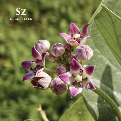 SZ Essentials Ashwagandha Essential Oil – 100% Pure & Natural (0.17oz)