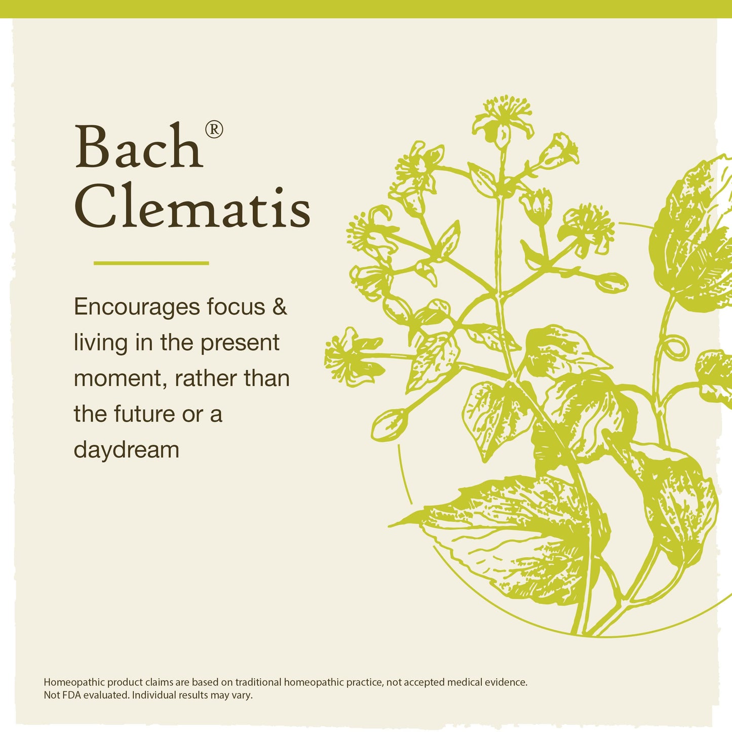 Bach Clematis Have Focus - Original Flower Remedies | 20mL Dropper