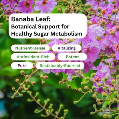 Paradise Herbs Banaba Leaf 12:1 Extract – 250 mg, 60 Caps (Pack of 2)