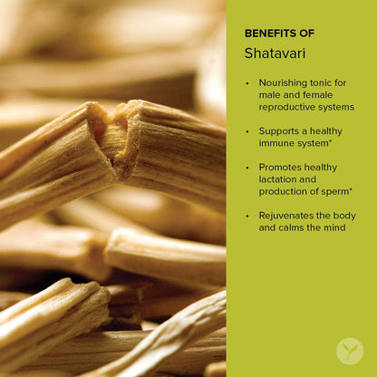 Shatavari Powder – Organic Asparagus Racemosus Root | Banyan Botanicals | Vegan