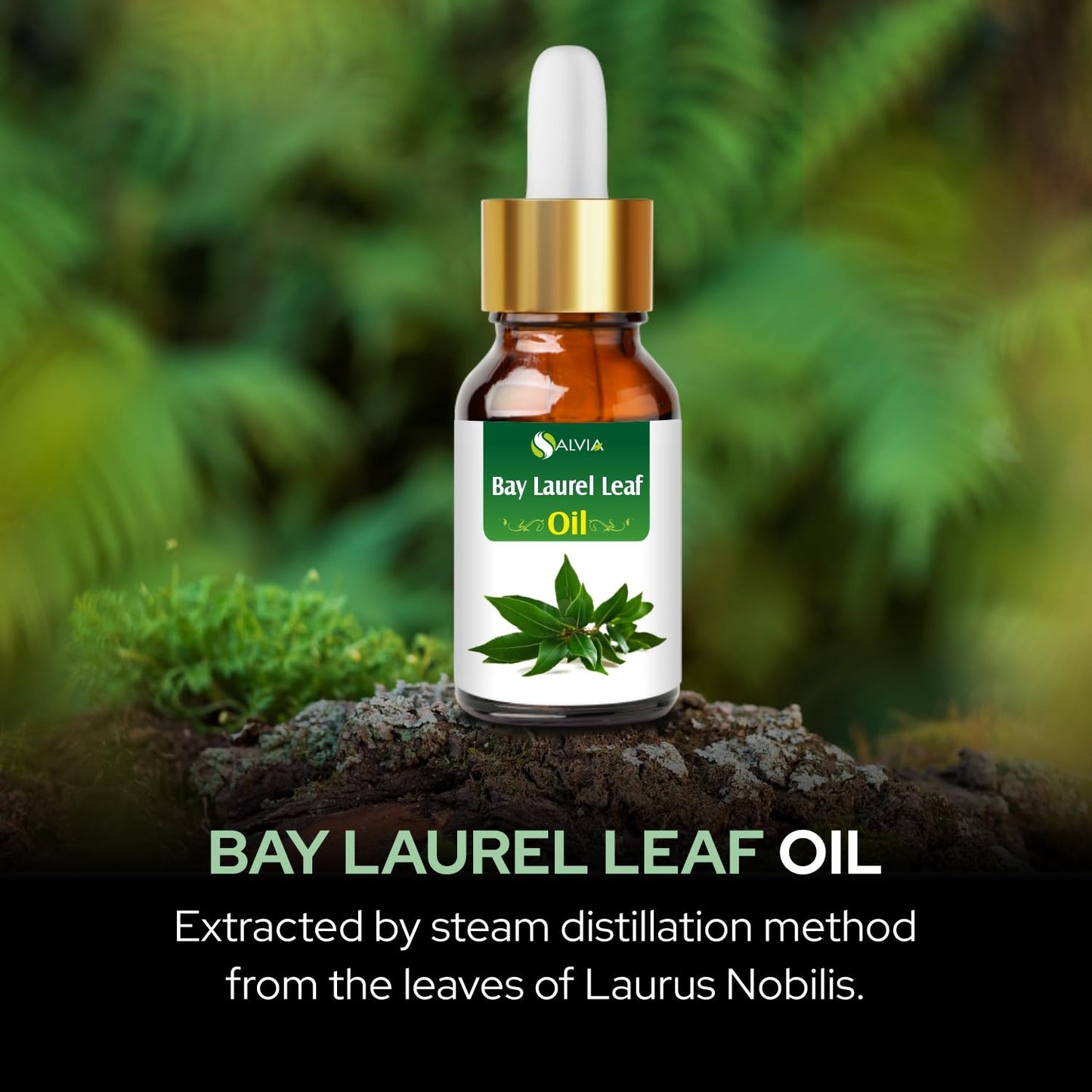 Salvia Bay Laurel Leaf Oil (Laurus Nobilis) 100% Pure & Natural Undiluted Essential Oil – 30ml