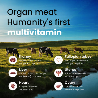 Beef Organ Supplement for Women – Grass-Fed Liver & Organs | Bloom Babe 60ct