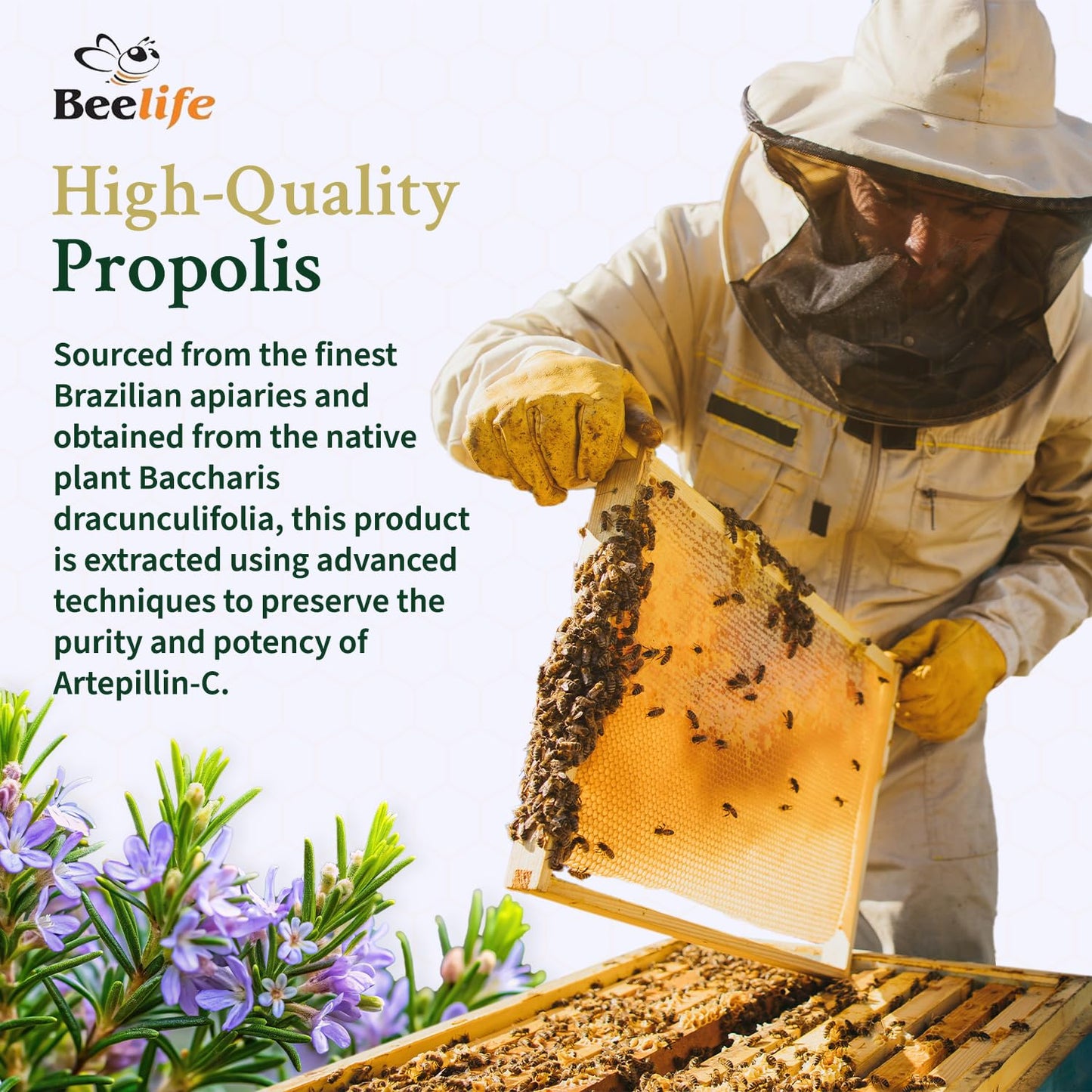 Beelife Green Propolis Capsules - 100% Green Propolis & Bee Pollen - Brazilian Propolis Extract - ISO 22000, Kosher - 120 Capsules