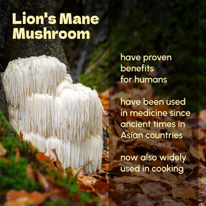 Beleon Lion's Mane Powder 8 oz - Pure Mushroom Supplement, Vegan