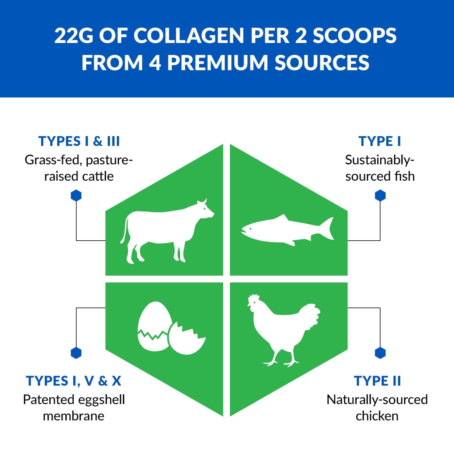 BioTrust Ageless Multi Collagen Powder – 5 Types: I II III V X | Unflavored Collagen Powder