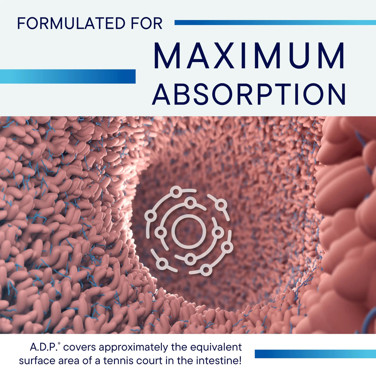 Biotics Research A.D.P. Emulsified Oil of Oregano Tablets – Sustained Release, High Absorption, 120 Tablets BritishVita | Premium UK Vitamins & Wellness Supplements