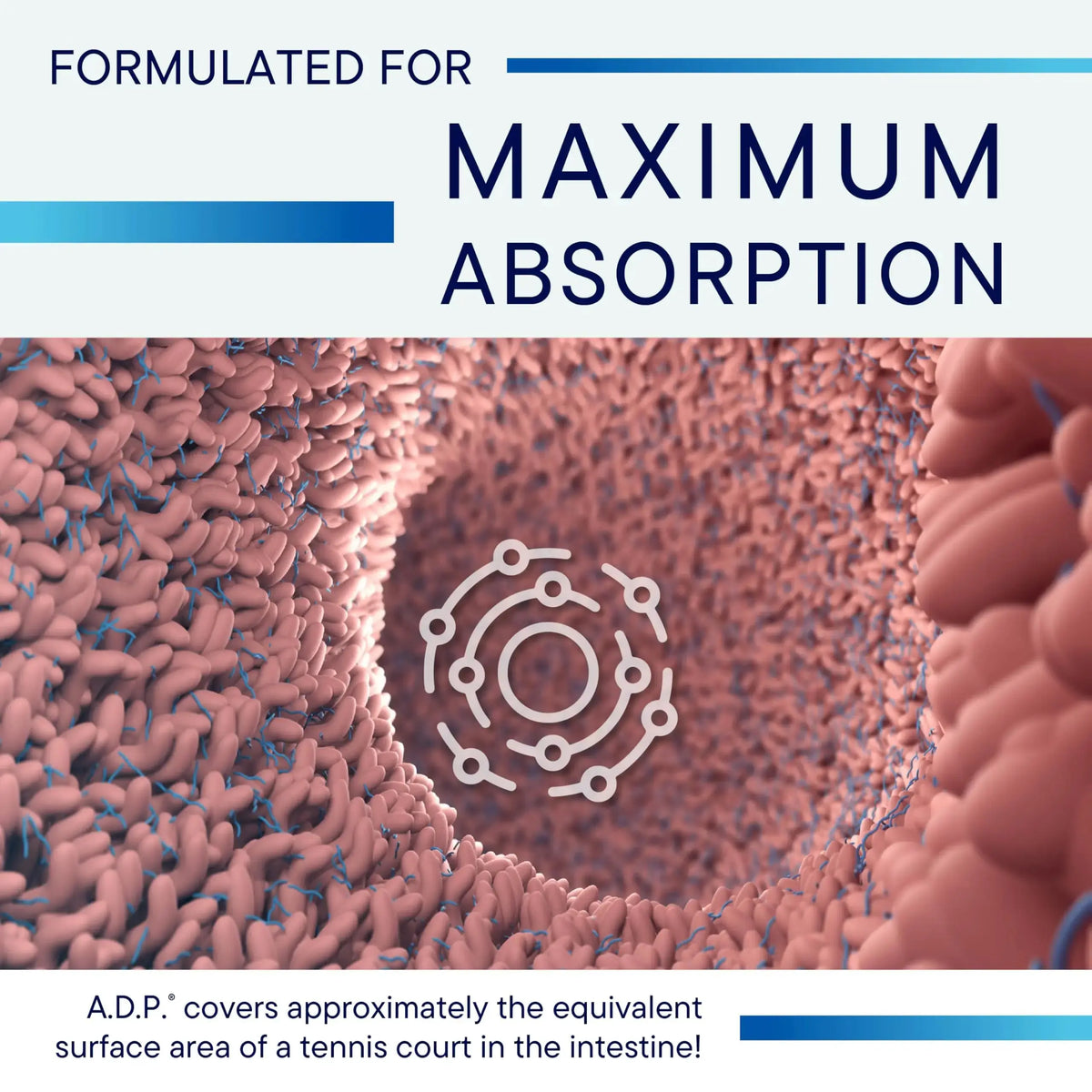 Biotics Research A.D.P. Emulsified Oil of Oregano Tablets – Sustained Release, High Absorption, 120 Tablets BritishVita | Premium UK Vitamins & Wellness Supplements