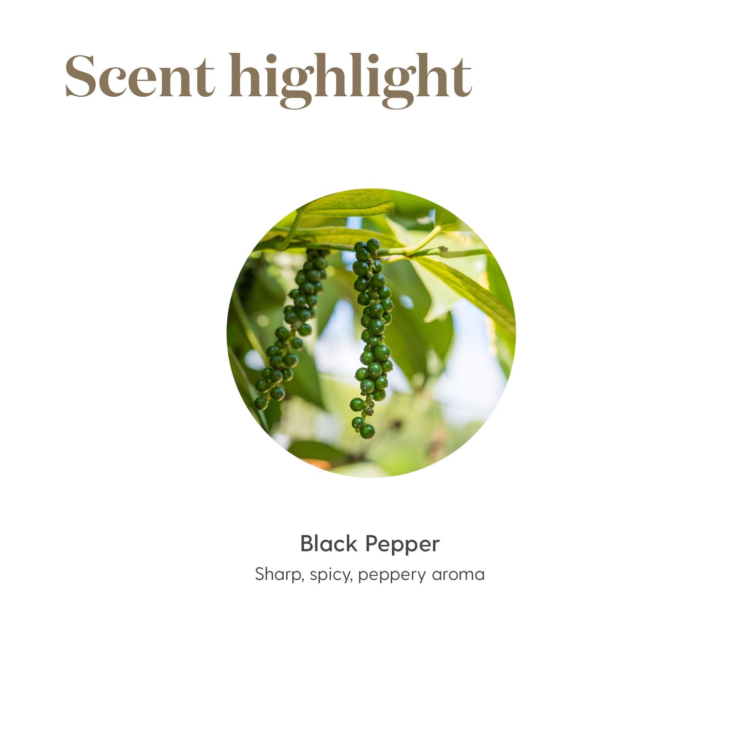 Young Living Black Pepper Vitality 5ml – Bold Flavor, Antioxidant Benefits, and Digestive Wellness for Cooking