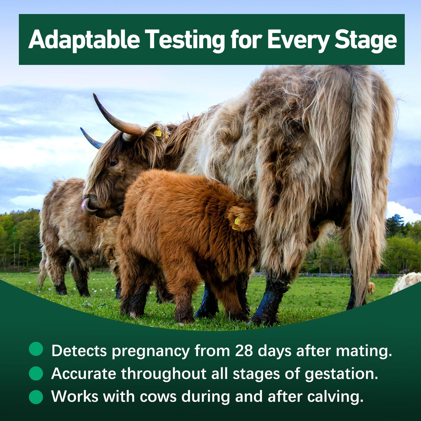 Bovine Pregnancy Test Kit - 2 Tests, Rapid 5-20 Minute Results for Dairy & Beef Cows