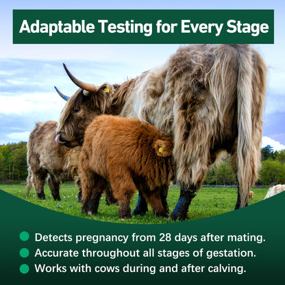 Bovine Pregnancy Test Kit - 2 Tests, Rapid 5-20 Minute Results for Dairy & Beef Cows
